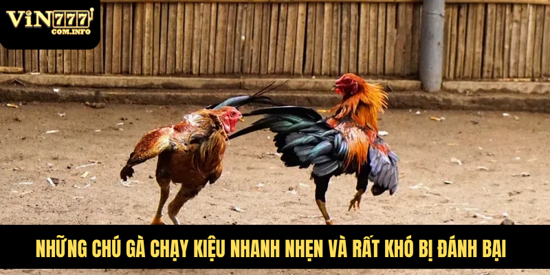 gà chạy kiệu